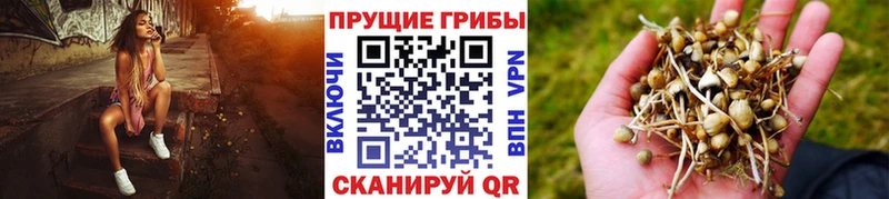 Псилоцибиновые грибы Magic Shrooms  наркошоп  Тосно 
